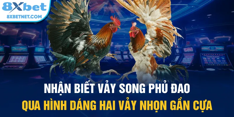 Nhận biết vảy song phủ đao qua hình dáng hai vảy nhọn gần cựa