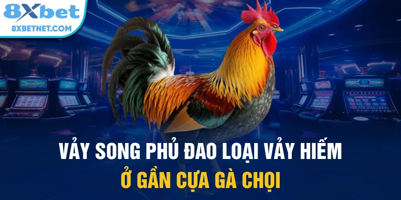 Vảy song phủ đao loại vảy hiếm ở gần cựa gà chọi